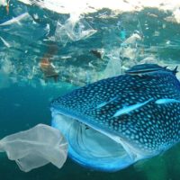 Un requin absorbant des déchets en mer