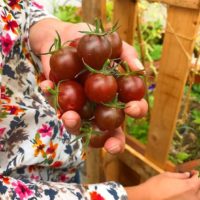 Dans un potager mis en palce par Cueillette Urbaine