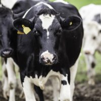 Des boeufs dans un enclos