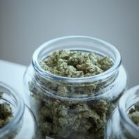 Du cannabis dans des bocaux