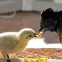 Une poule nourrissant son poussin
