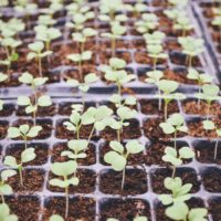 Une culture de plantes pour reboisement
