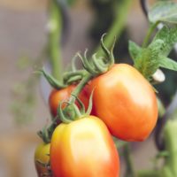 Des tomates mures à point.