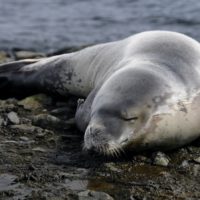 Un phoque, animal emblématique des régions polaires comme l'Antarctique.