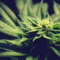 Des plantes de cannabis.