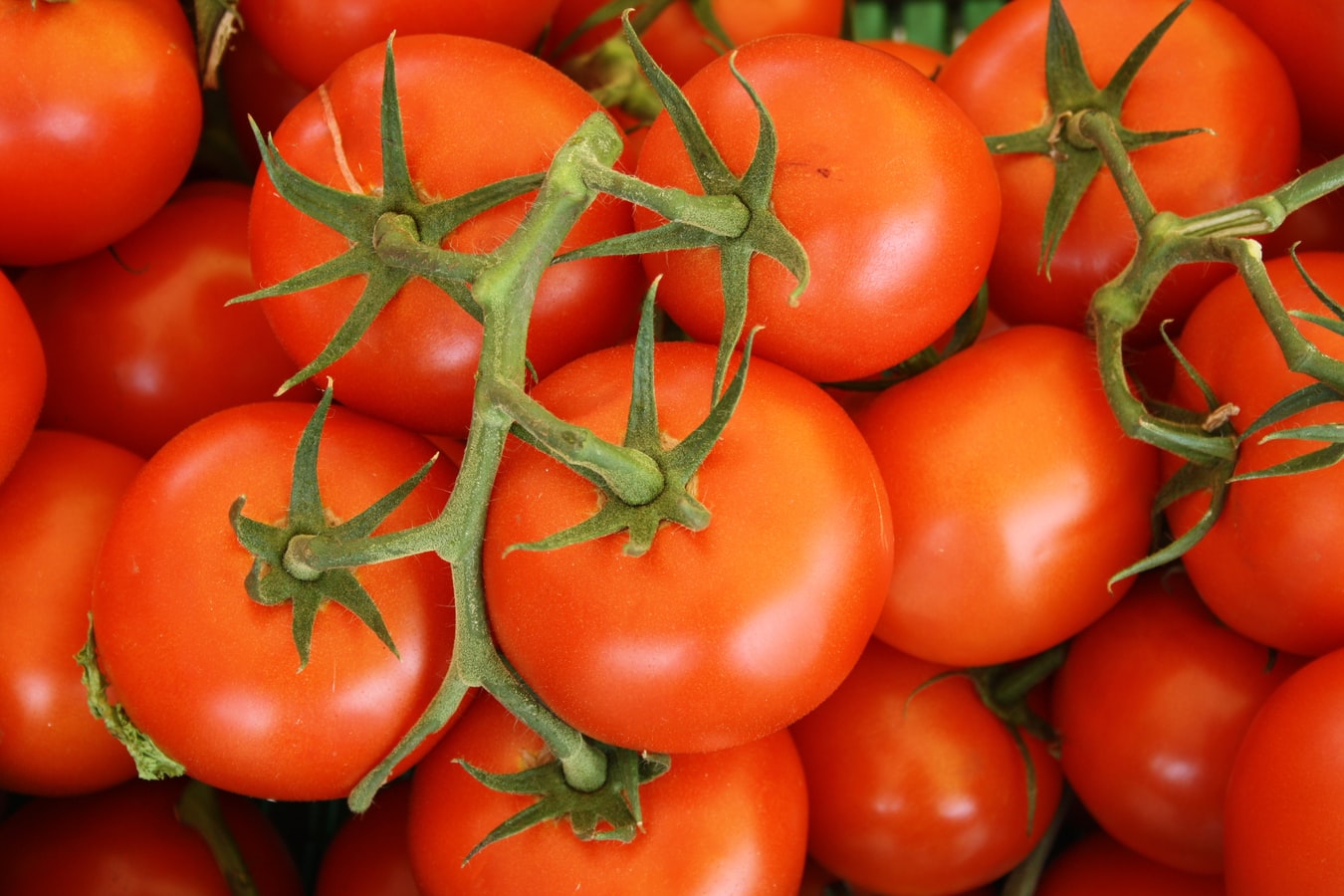 Des tomates fraîches.